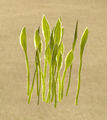 CobraWeed.png