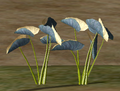 ChiffonFunnelPlant.png