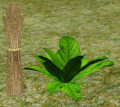 Thumbnail for version as of 08:08, 28 September 2015