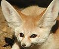 Fennec.jpg