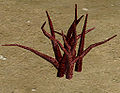 Blood Root.jpg