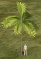 Fern Palm.png