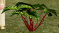 Crimson Lettuce.png